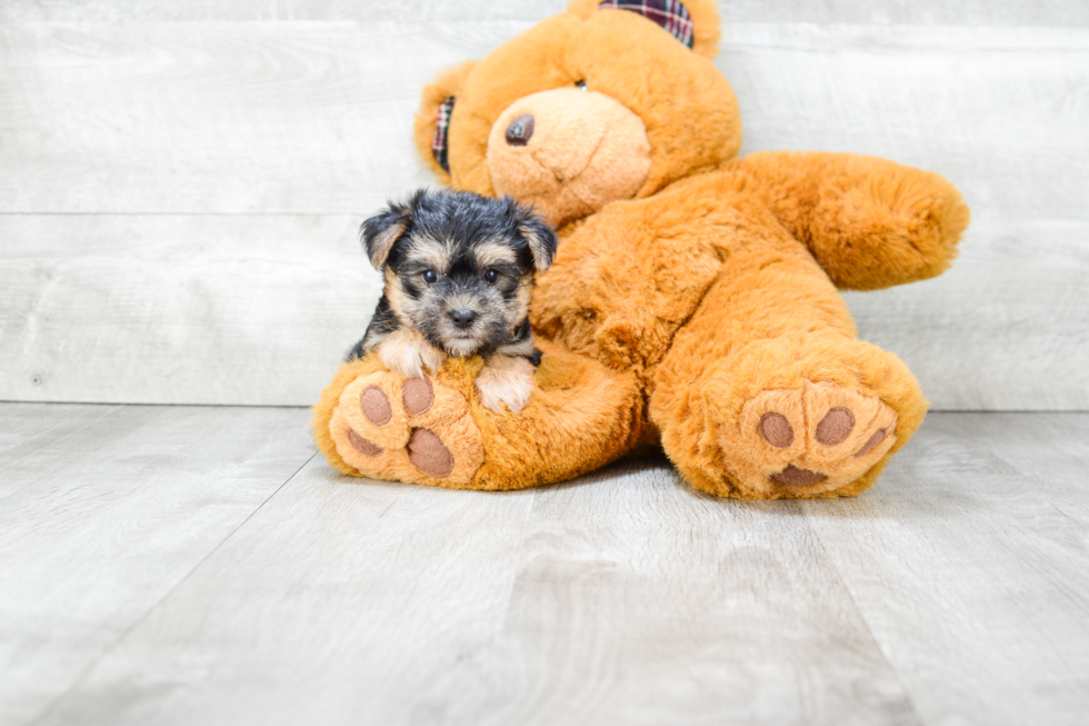 Happy Morkie Baby