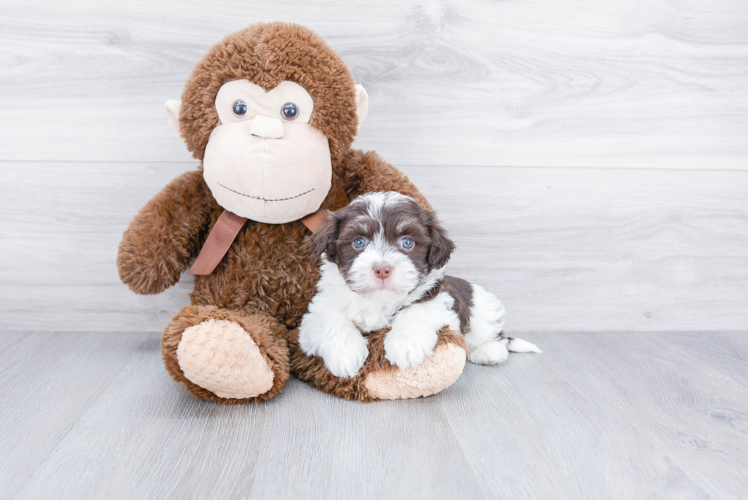 Havanese Pup Being Cute