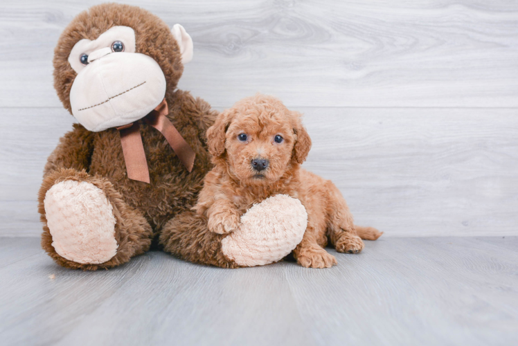 Mini Goldendoodle Puppy for Adoption