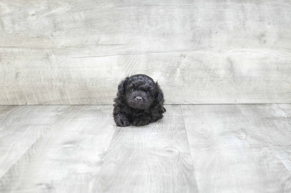 Sweet Mini Aussiedoodle Baby