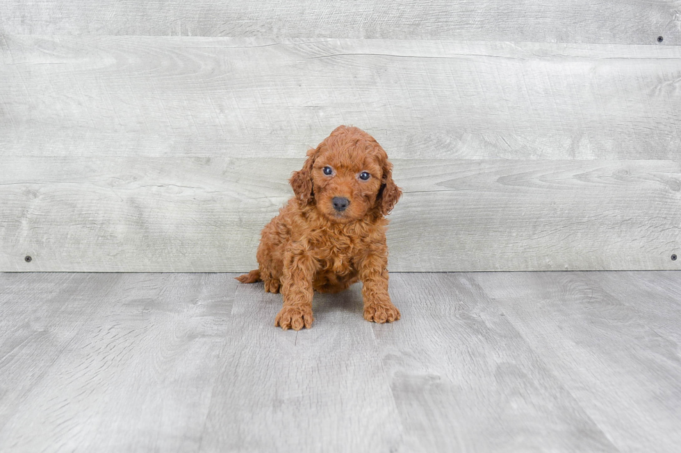 Petite Mini Goldendoodle Poodle Mix Pup