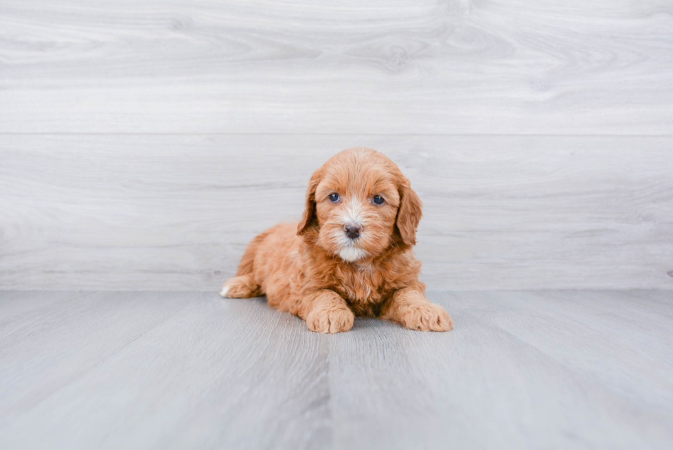 Mini Goldendoodle Puppy for Adoption