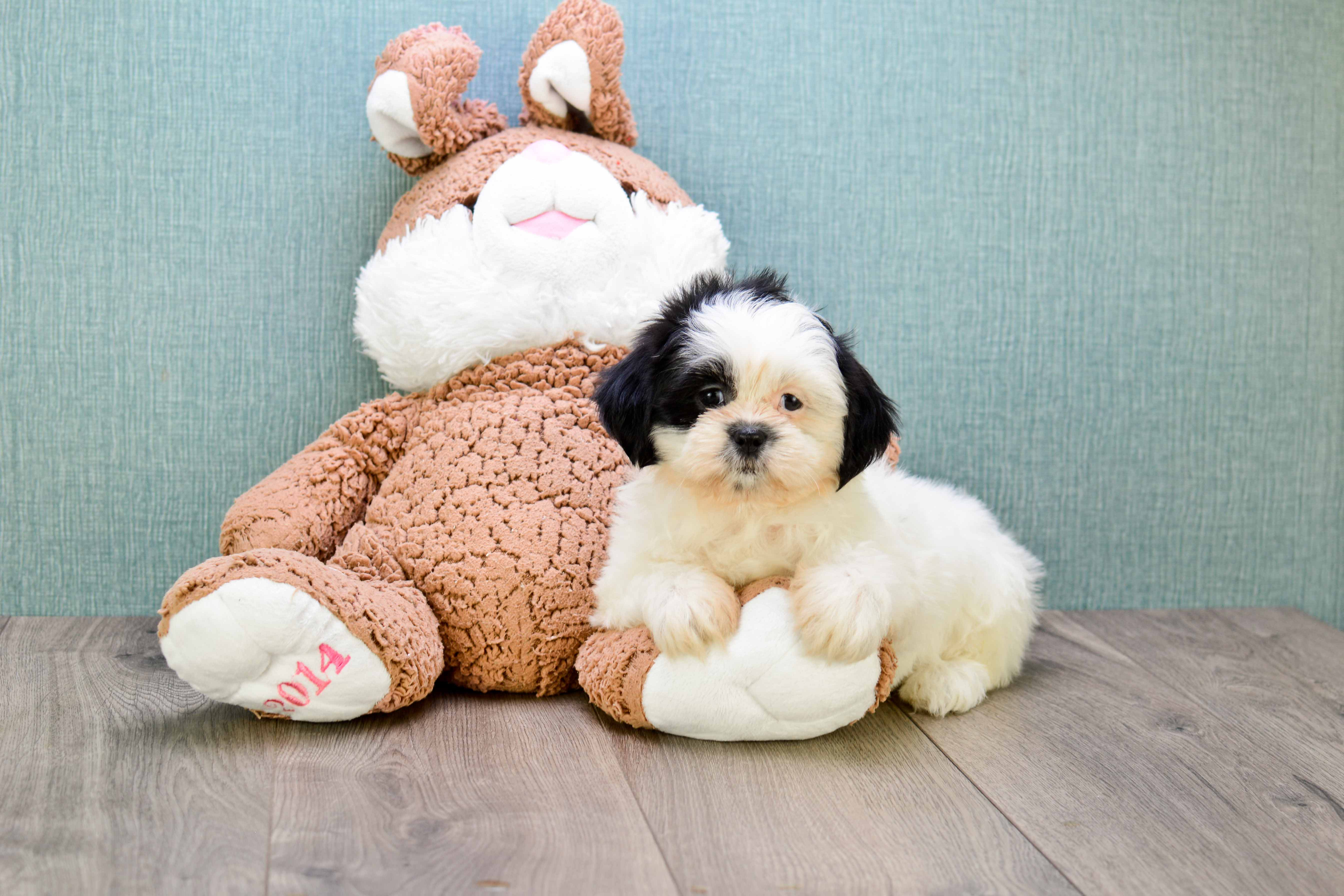 Playful Shichon Designer Puppy
