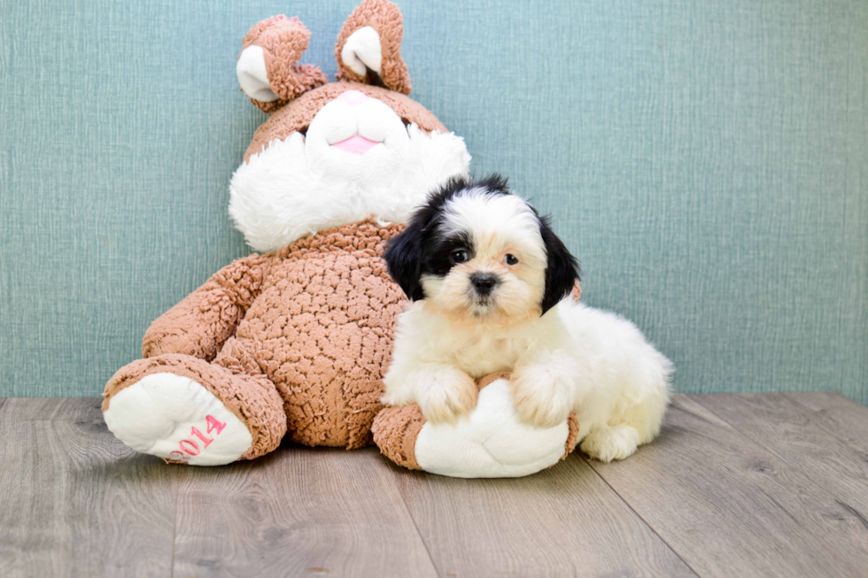 Playful Shichon Designer Puppy