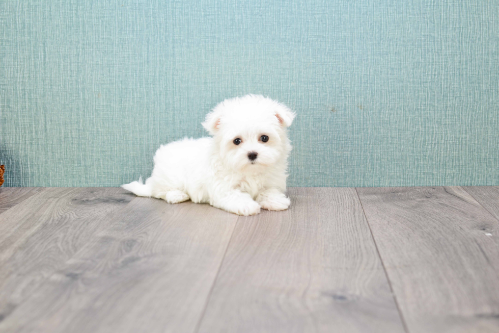 Hypoallergenic Maltese Baby