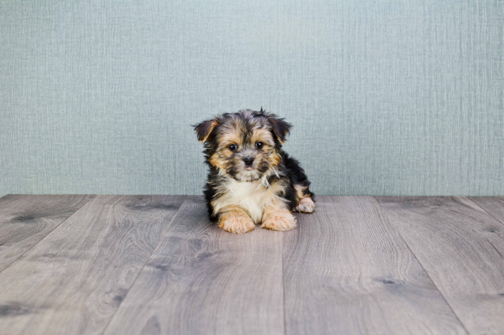 Morkie Pup Being Cute