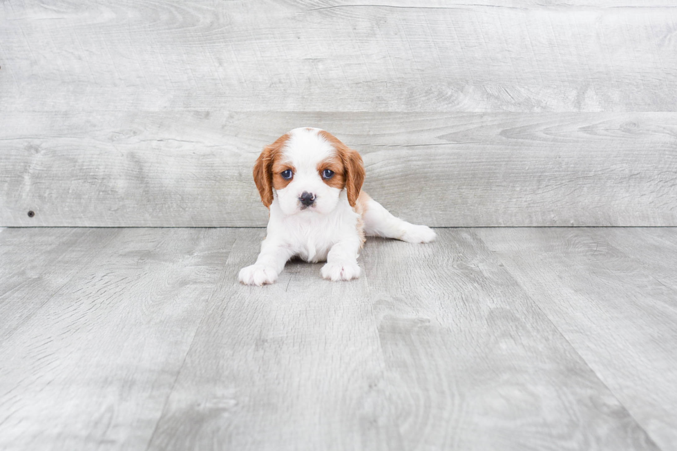 Best Cavalier King Charles Spaniel Baby