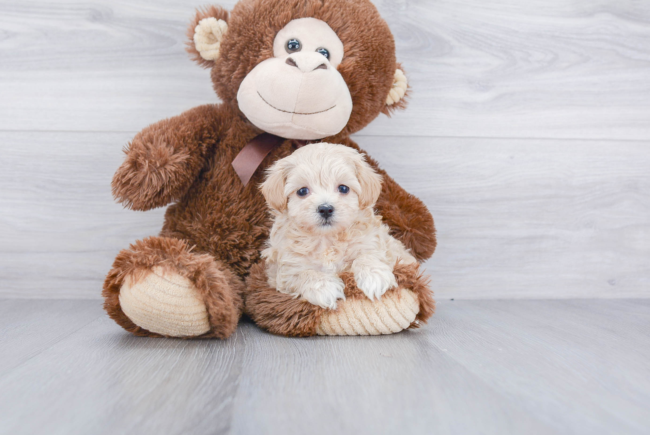 Maltipoo Pup Being Cute