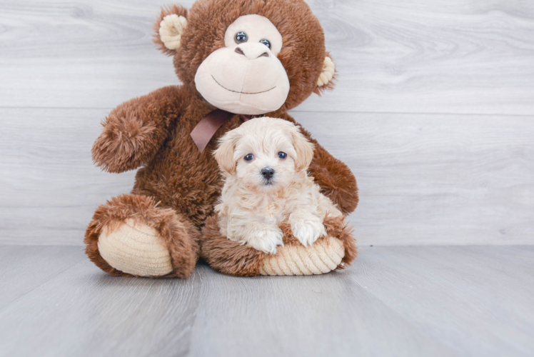 Maltipoo Pup Being Cute