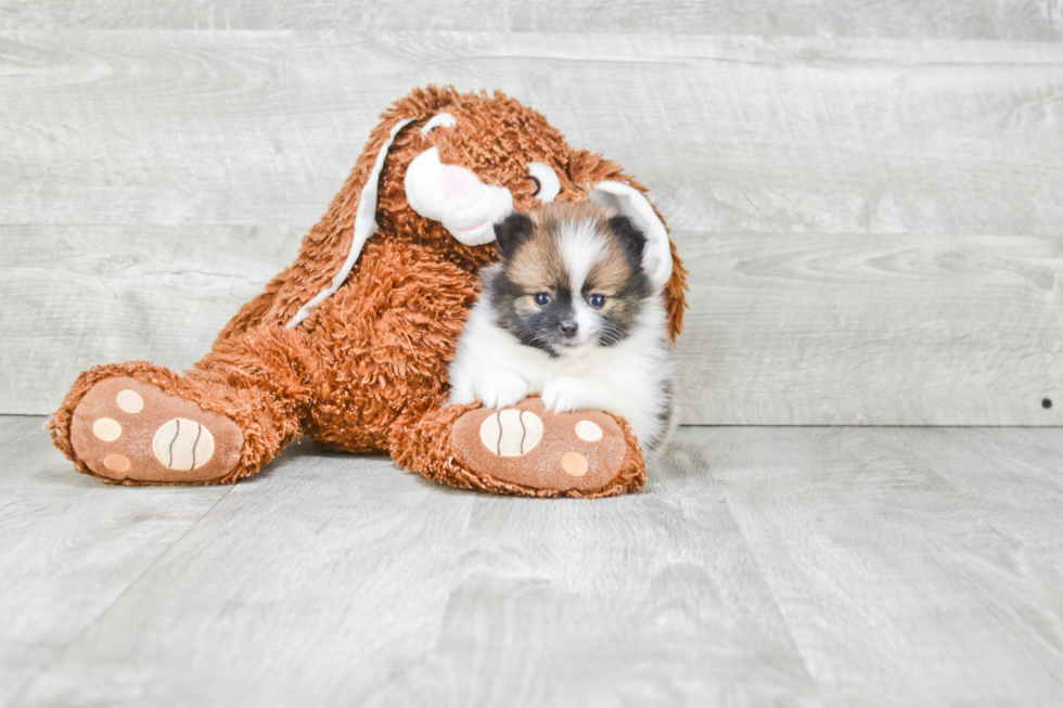 Sweet Pomeranian Purebred Puppy