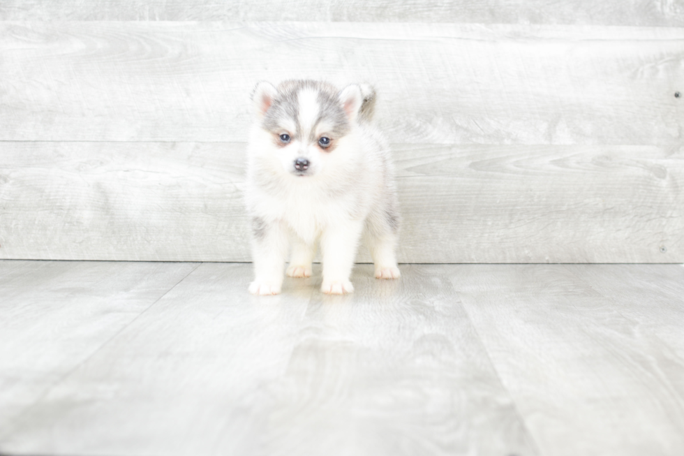 Best Pomsky Baby