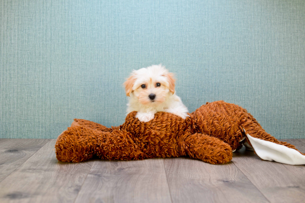 Popular Havanese Purebred Pup