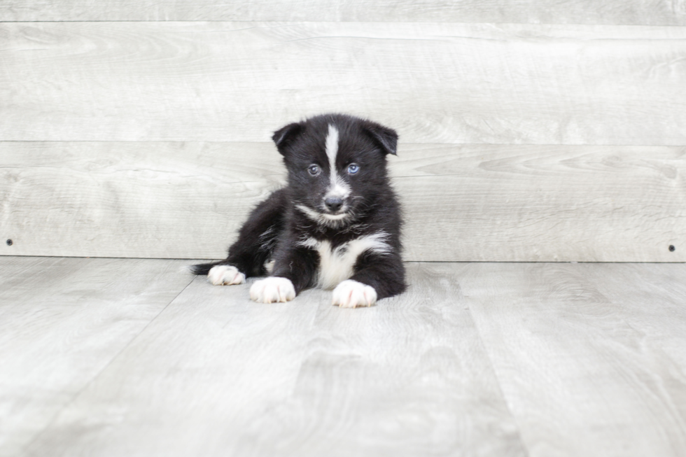 Cute Pomsky Baby