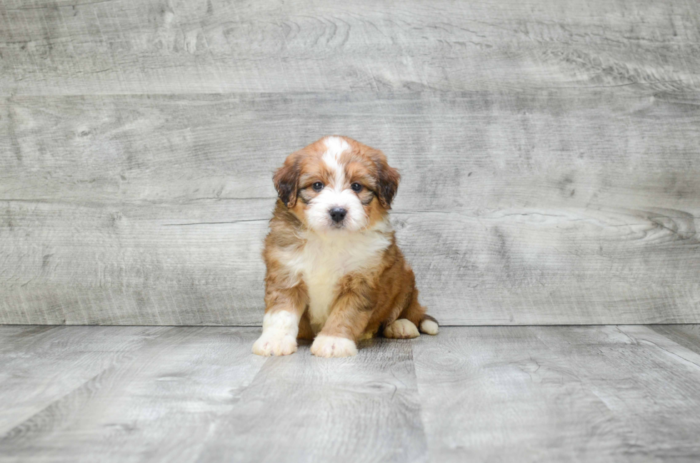 Best Mini Bernedoodle Baby