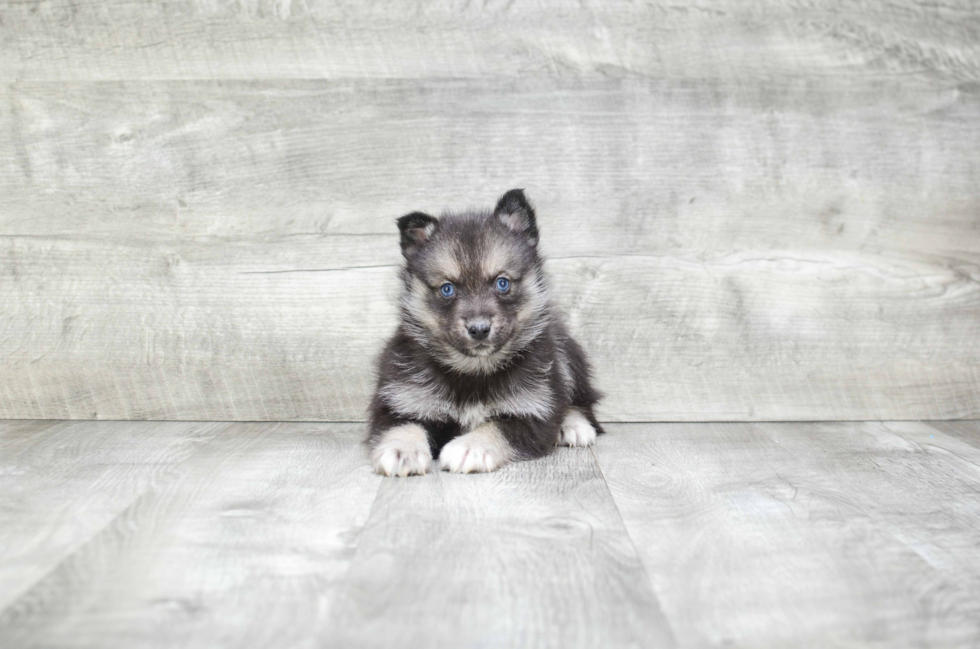 Best Pomsky Baby