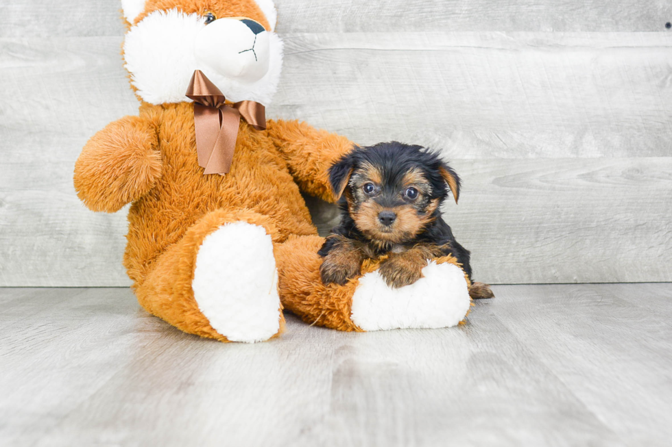 Meet Charlotte - our Yorkshire Terrier Puppy Photo 