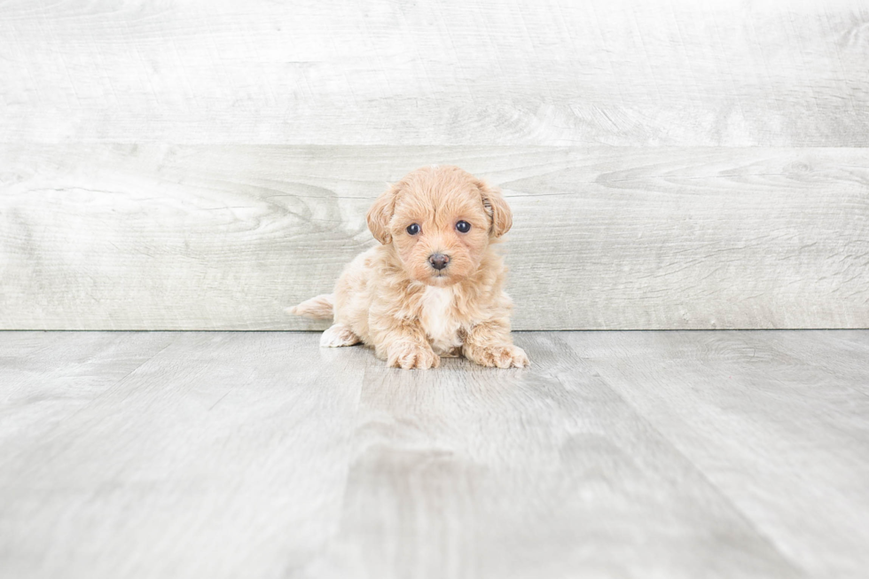 Maltipoo Puppy for Adoption