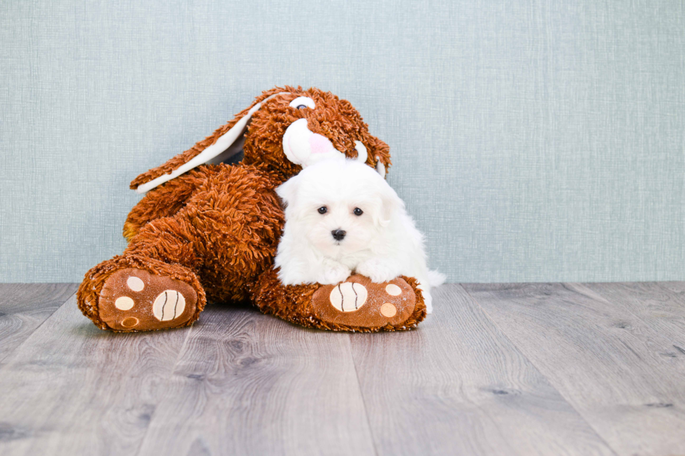 Maltese Puppy for Adoption