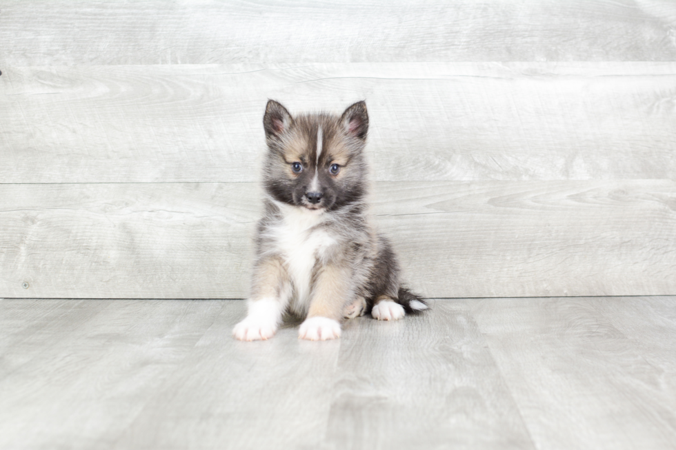 Happy Pomsky Baby