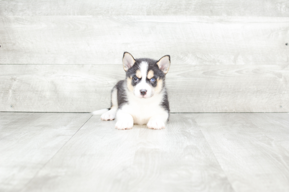 Pomsky Pup Being Cute