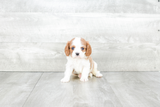 Energetic Cavalier King Charles Spaniel Purebred Puppy