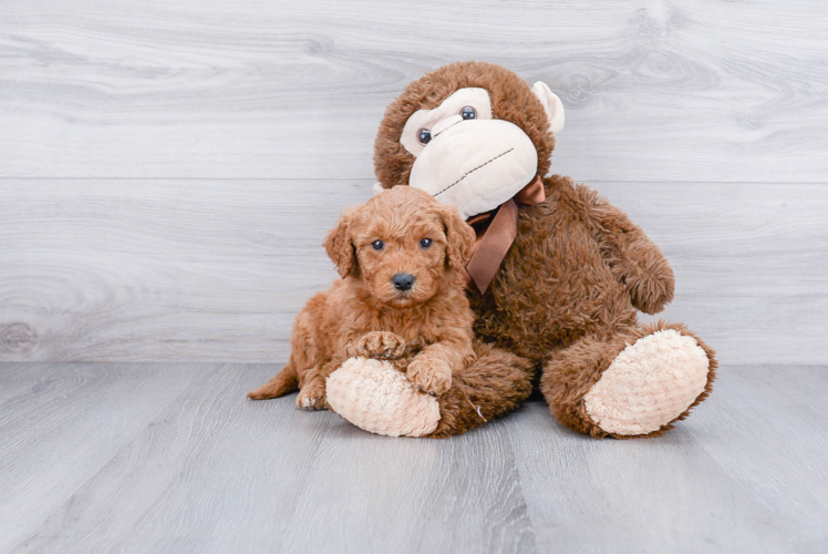 Mini Goldendoodle Pup Being Cute