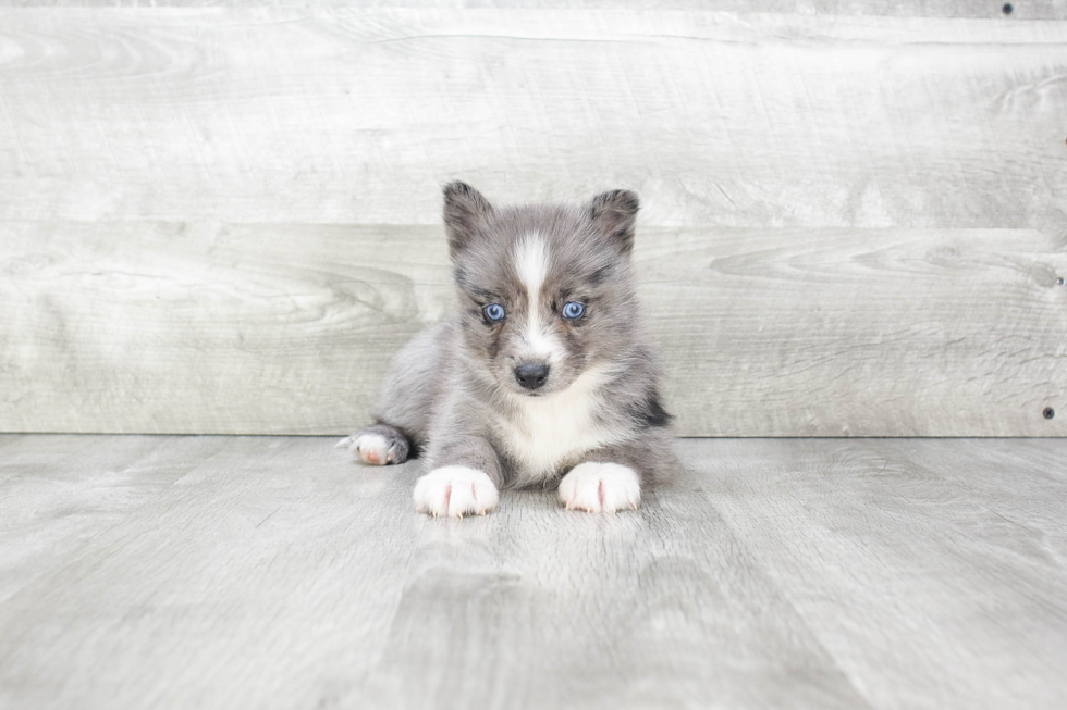 Hypoallergenic Mini Husky Designer Puppy