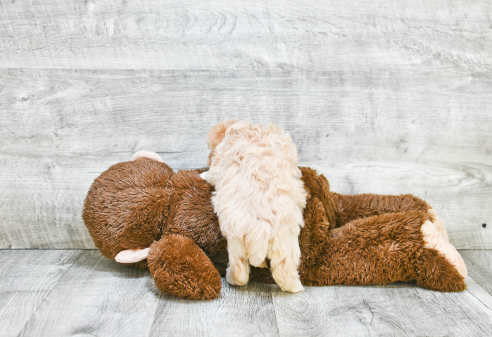 Maltipoo Pup Being Cute