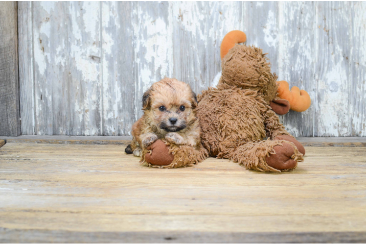 Teddy Bear Pup Being Cute