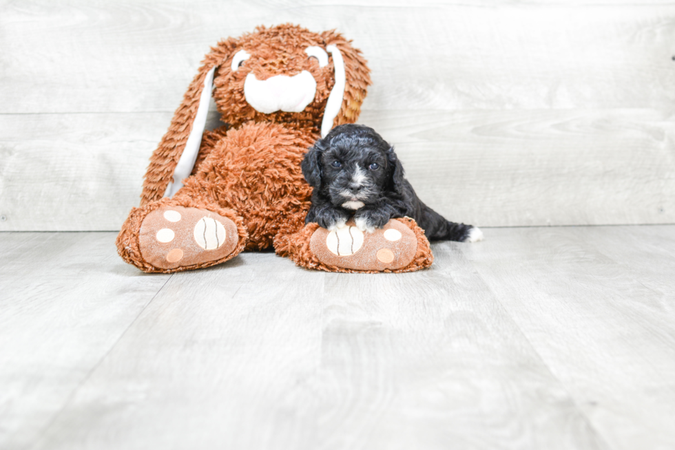 Cavapoo Pup Being Cute