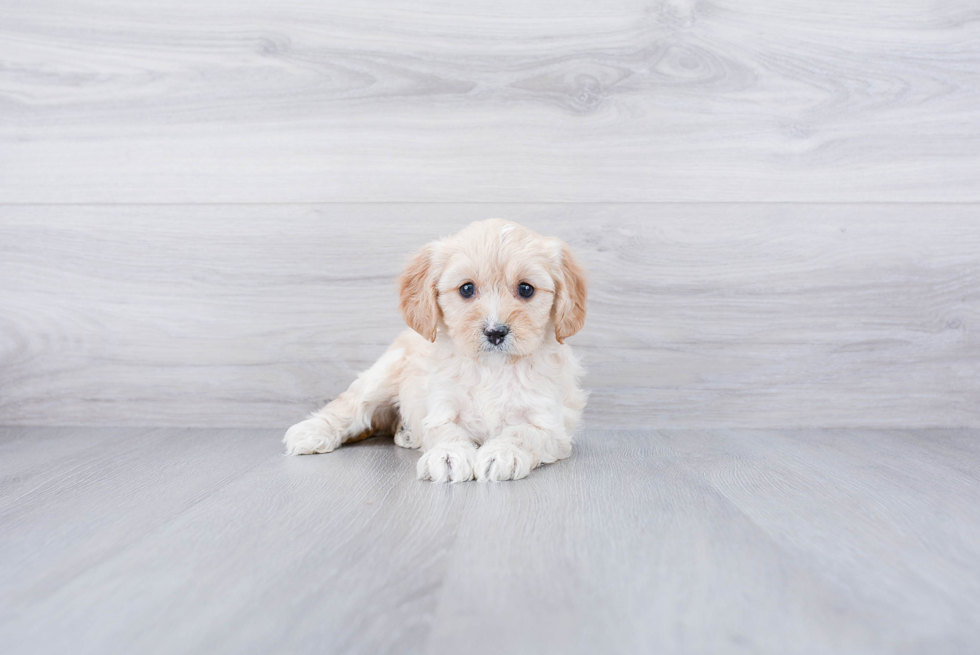 Best Cavapoo Baby