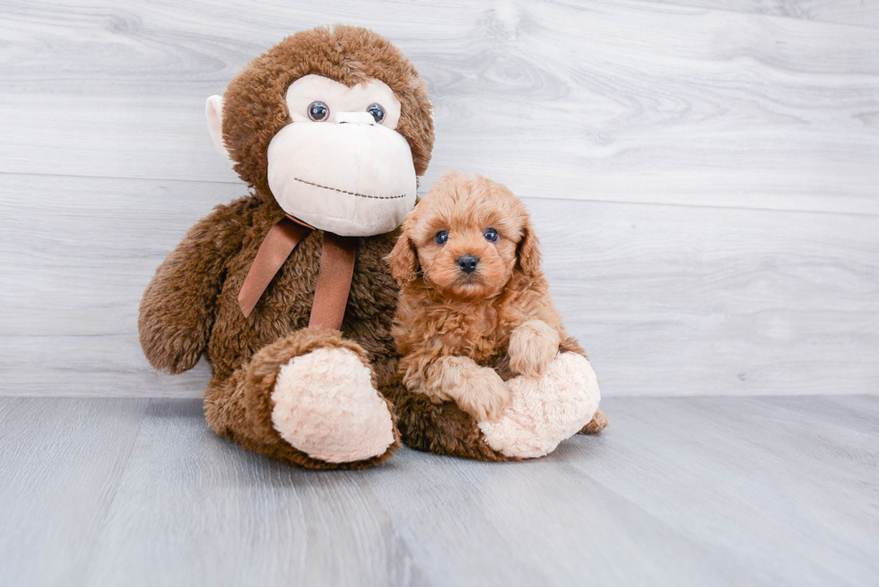 Small Cavapoo Baby