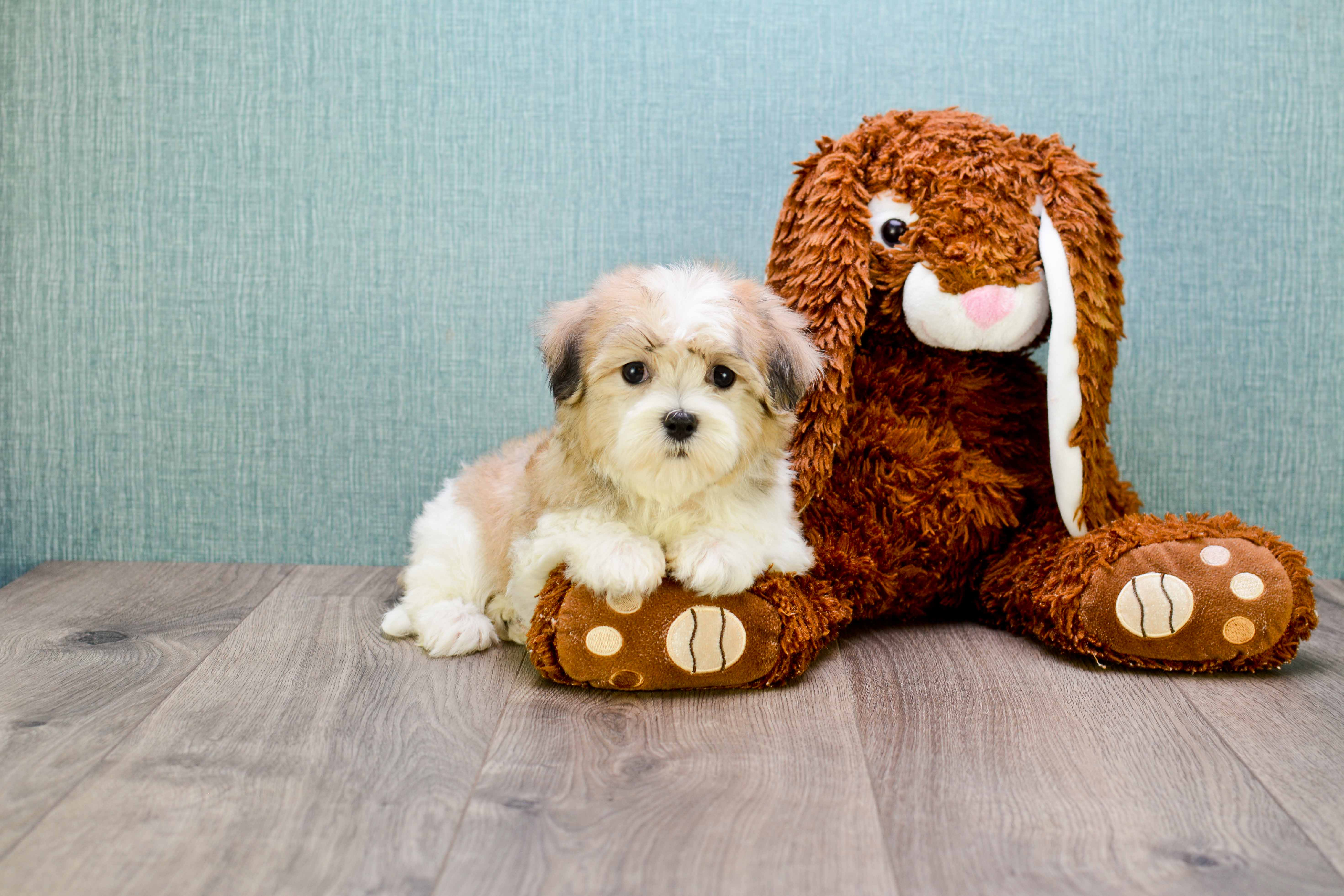 Popular Teddy Bear Designer Pup