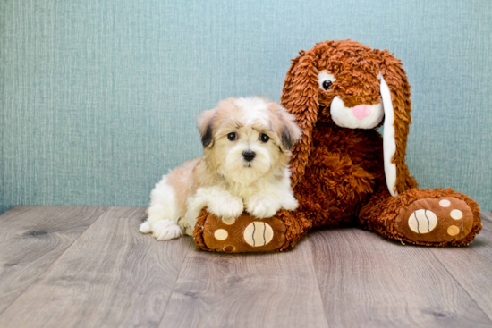 Popular Teddy Bear Designer Pup