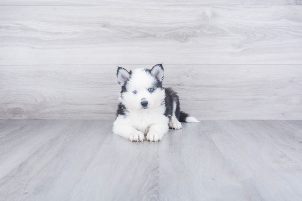 Pomsky Pup Being Cute