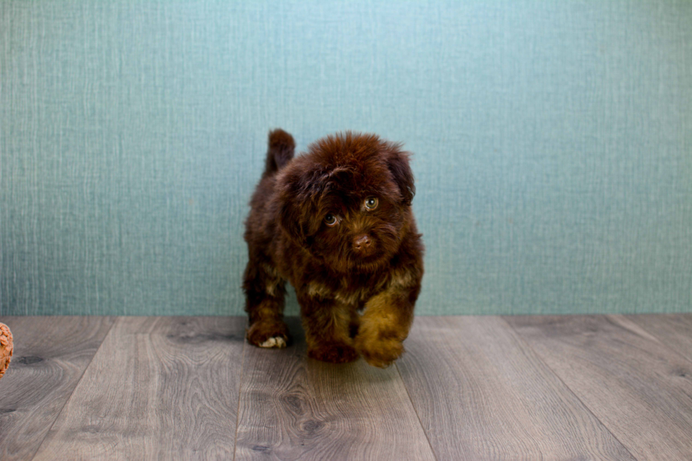 Sweet Havanese Purebred Puppy