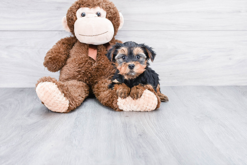 Meet Victoria - our Yorkshire Terrier Puppy Photo 