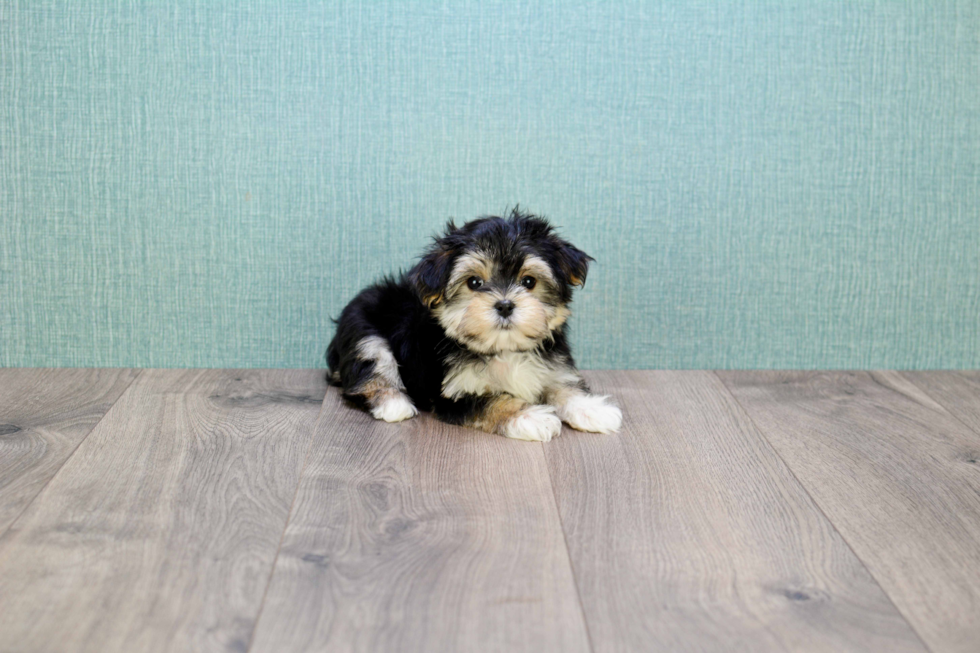 Cute Morkie Baby