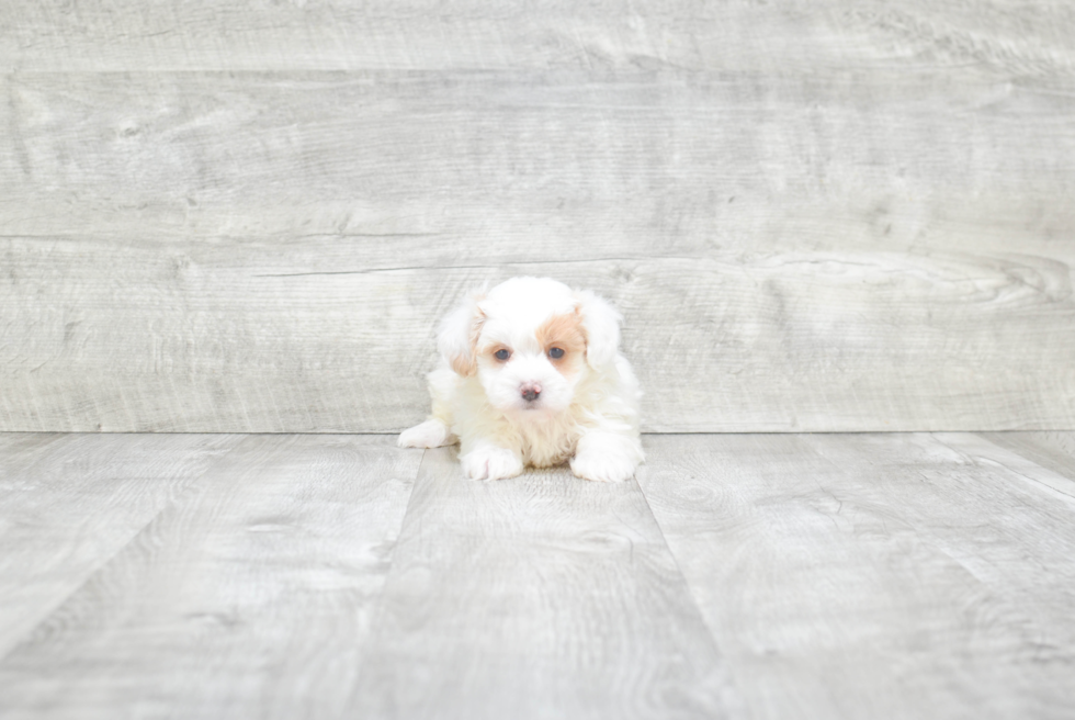 Playful Maltese Poodle Poodle Mix Puppy