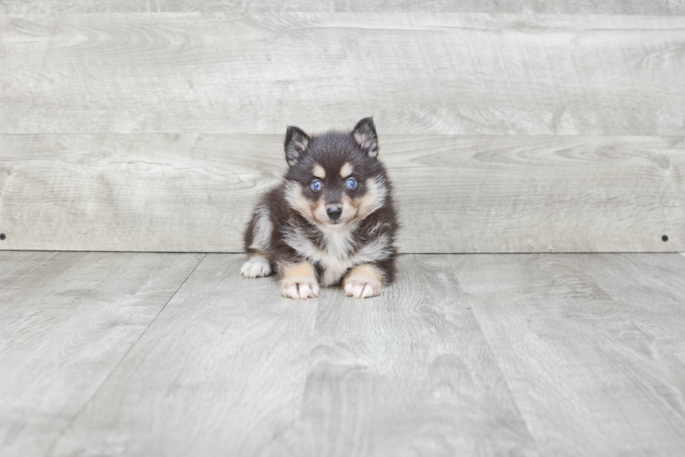 Adorable Mini Husky Designer Puppy