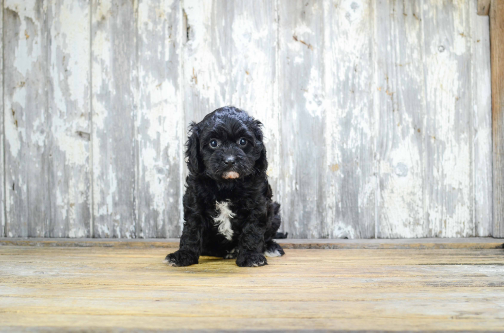 Cavapoo Puppy for Adoption