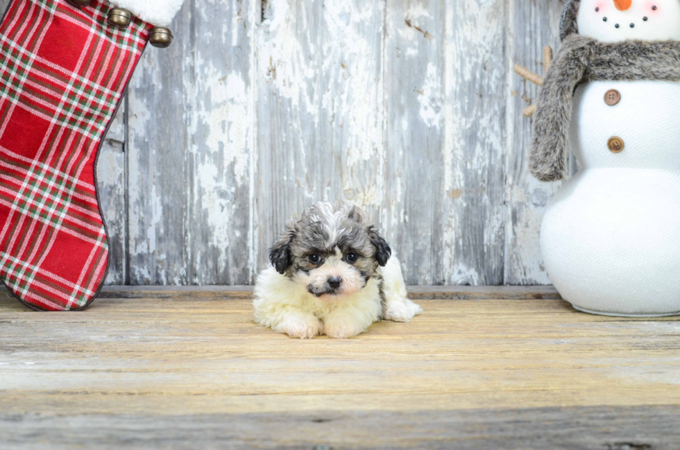 Teddy Bear Pup Being Cute