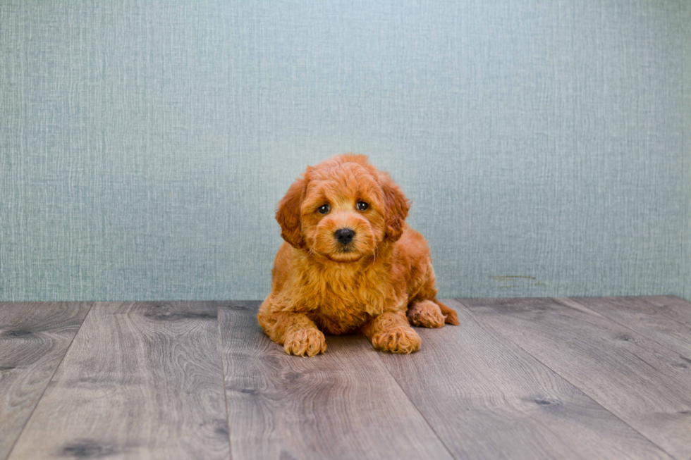 Sweet Mini Goldendoodle Baby