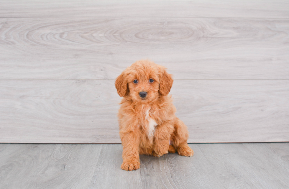 Little Golden Retriever Poodle Mix Puppy