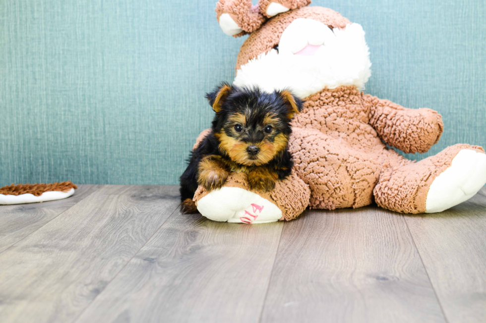 Meet Teacup-Jeremy - our Yorkshire Terrier Puppy Photo 