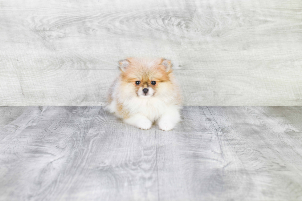 Pomeranian Pup Being Cute