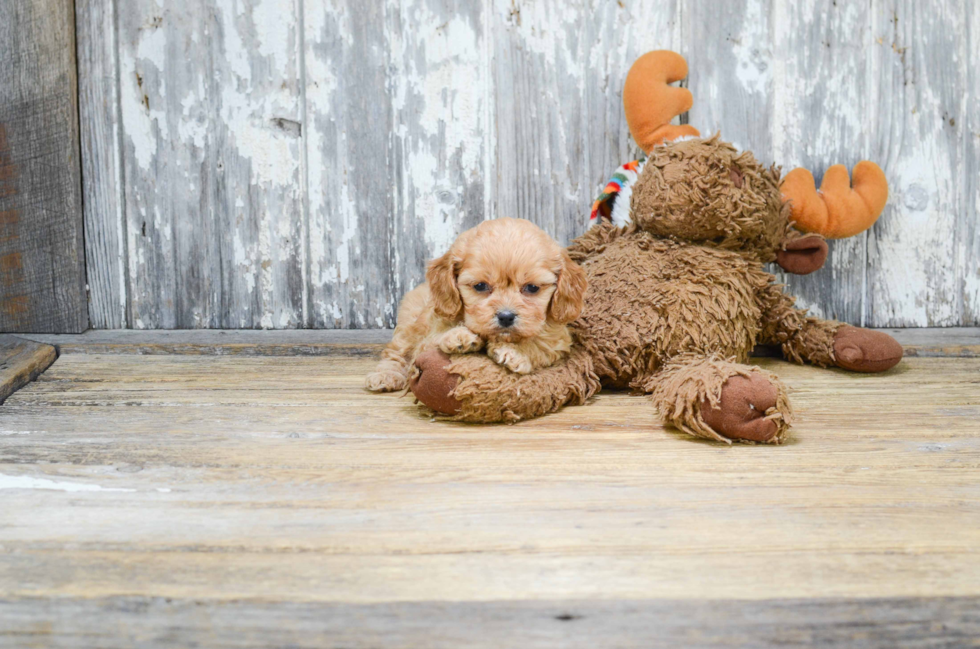 Funny Cavachon Designer Pup