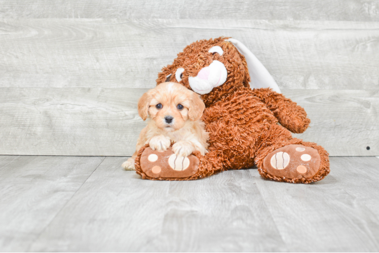 Friendly Cavapoo Baby