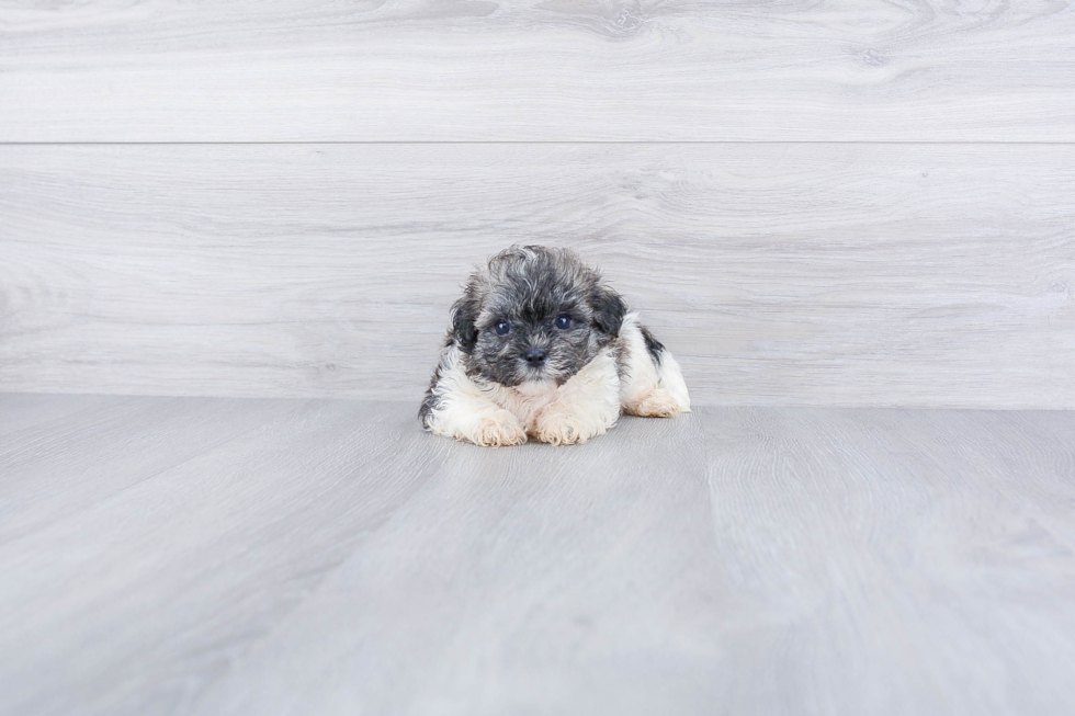 Sweet Teddy Bear Baby