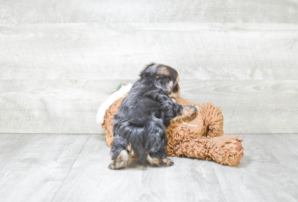 Friendly Shorkie Baby